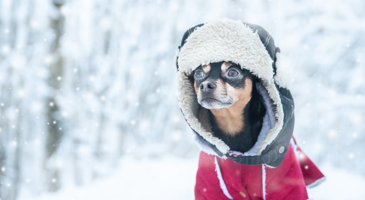 Pies zimą - czy marznie? Jakie ubranko warto dla niego wybrać? 