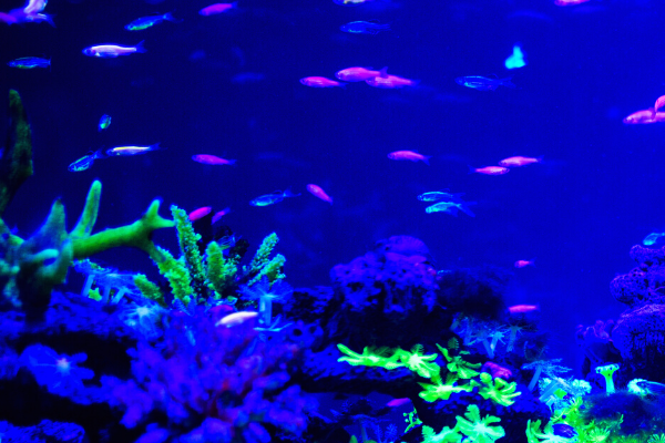 ryby fluo (2)(1)
