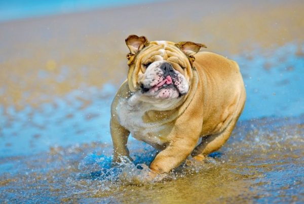 Buldog