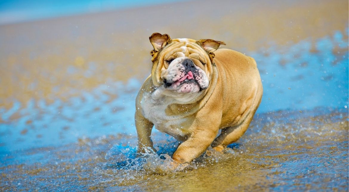 buldog